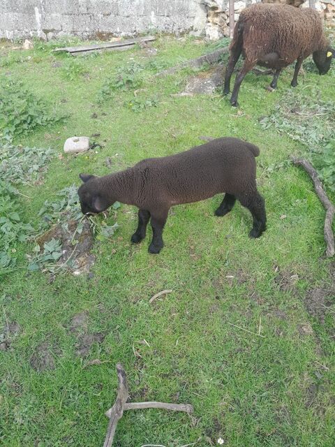 Brebis avec agneau male 210 27920 Saint-pierre-de-bailleul