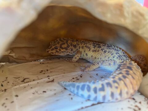 Don Gecko l&eacute;opard 0 49124 Saint-barth�lemy-d'anjou