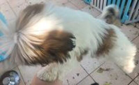   Chiots shih-tzu  