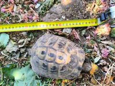   Tortue mâle adulte 