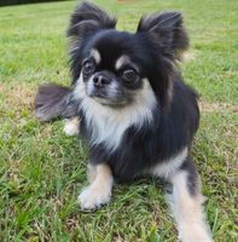   Chihuahua 2 ans poil long tricolore Noir -Beige - Feu 