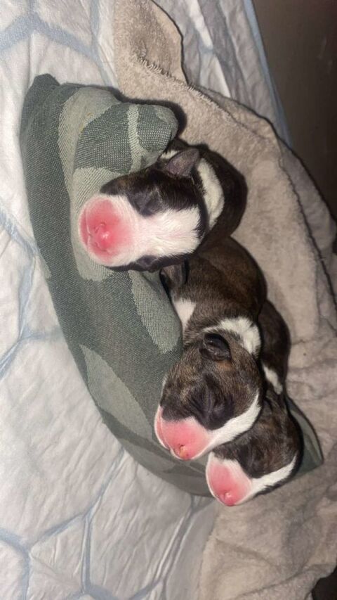 Bull terrier chiots à la réservation 0 13810 Eygalires