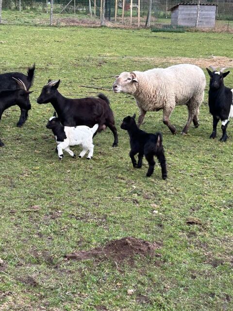 ch&egrave;vres naines 50 87140 Saint-symphorien-sur-couze