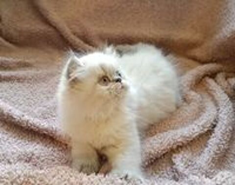   Chatons Persans 