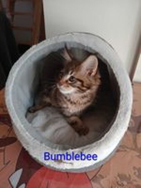   A réserver chaton Maine Coon LOOF 
