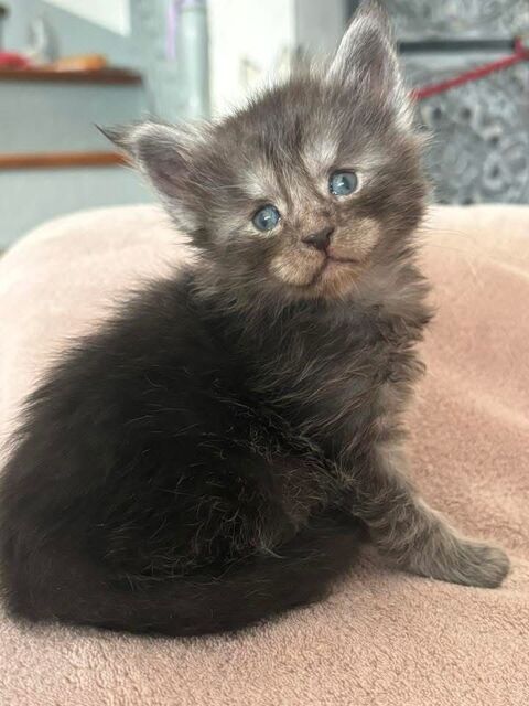 Chaton Maine coon femelle LOOF 1450 30800 Saint-gilles