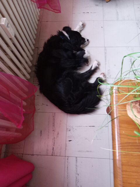 Le royaume des animaux parisiens 9 93800 pinay-sur-seine