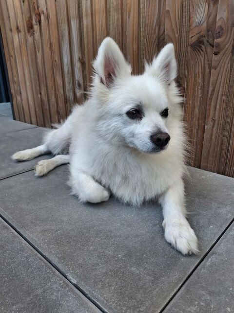 DONNE SPITZ JAPONAIS BLANC 8 ANS 0 17000 La rochelle