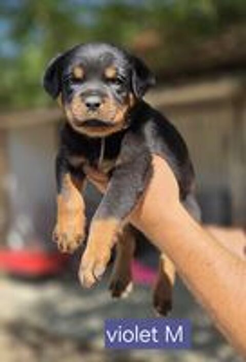   Chiots rottweiler à réserver  