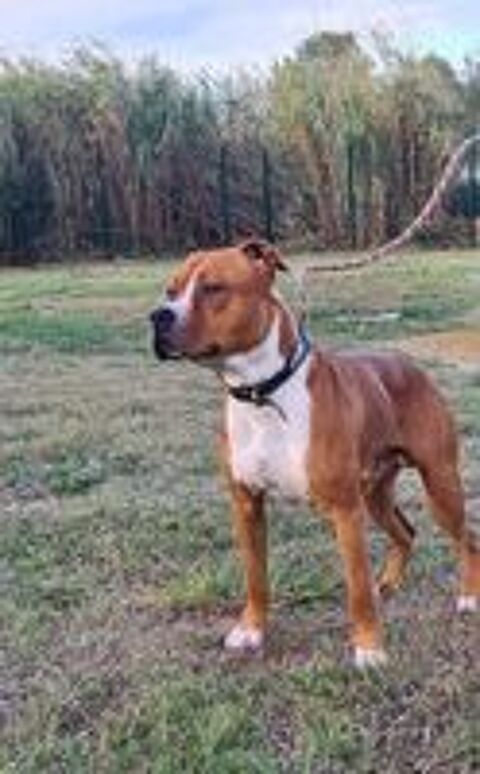   Chien TACK à l adoption 