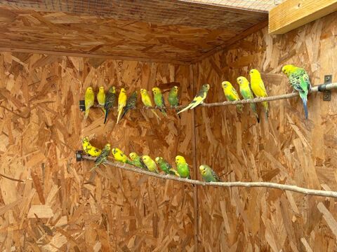 Perruches ondulées 7 35370 Argentr-du-plessis