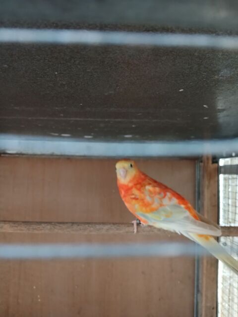 Croupion 45 79400 Azay-le-brl