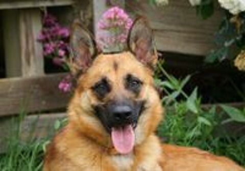   UROS, beau Malinois à adopter via l'association UMA 