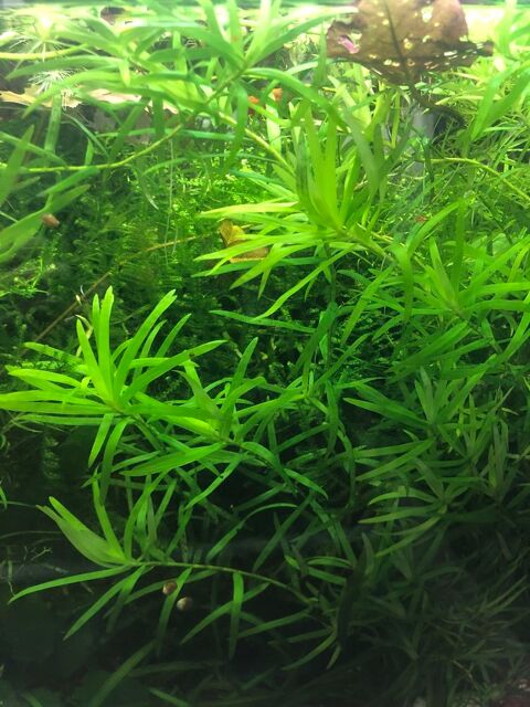 plantes d aquariums et autres 1 57360 Amnville