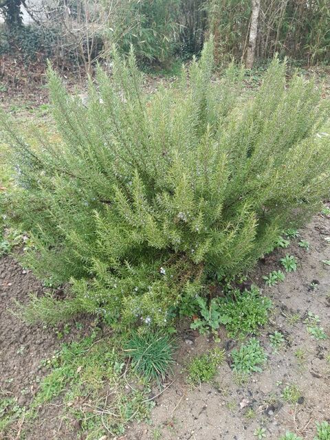 Tisane de feuilles de romarin 50g 3 Dontreix (23)