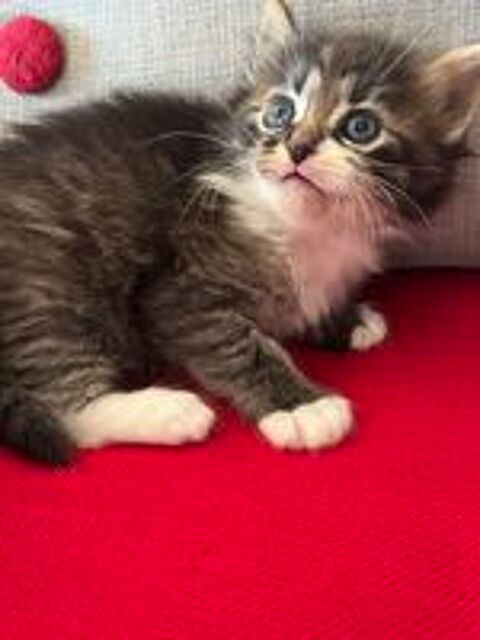   Châtrons, mère croisée Maine coon 
