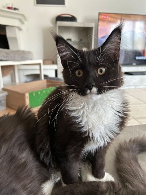 Chaton Maine Coon pure race 900 67200 Strasbourg