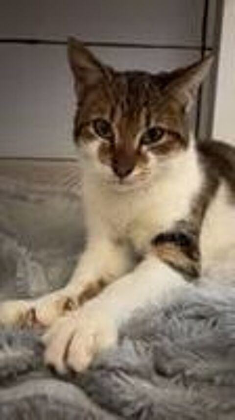   Chat COOPER à l adoption 