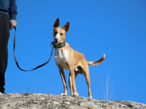 PIPER 💙petite taille , immense amour , pr&ecirc;t pour SA famille 315 24140 Douville