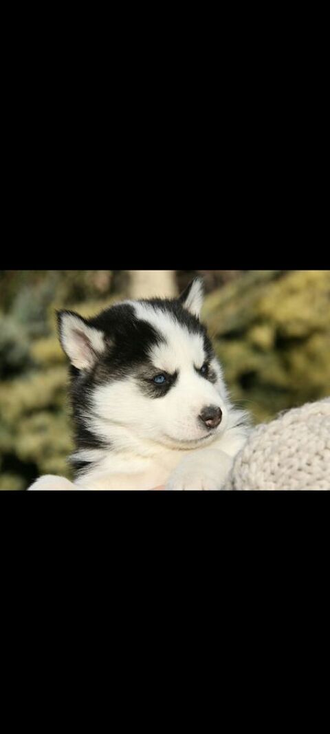 Magnifique chiots husky 700 30650 Rochefort-du-gard