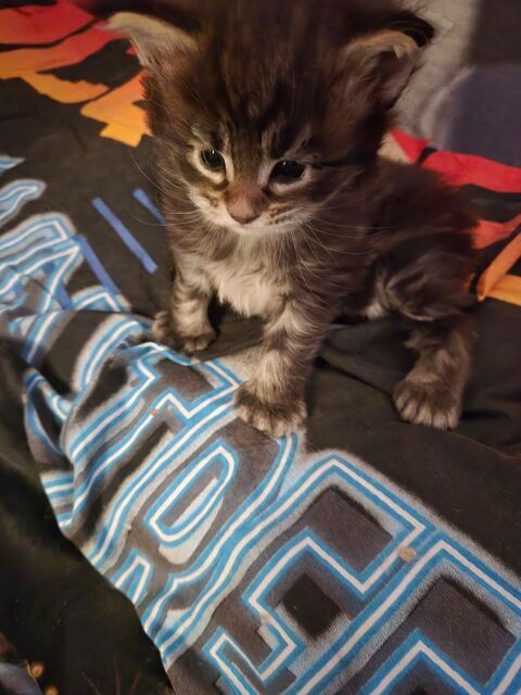 MAGNIFIQUE CHATON MAINE COON LOOF POLYDACTYLE 1650 30700 Uzs