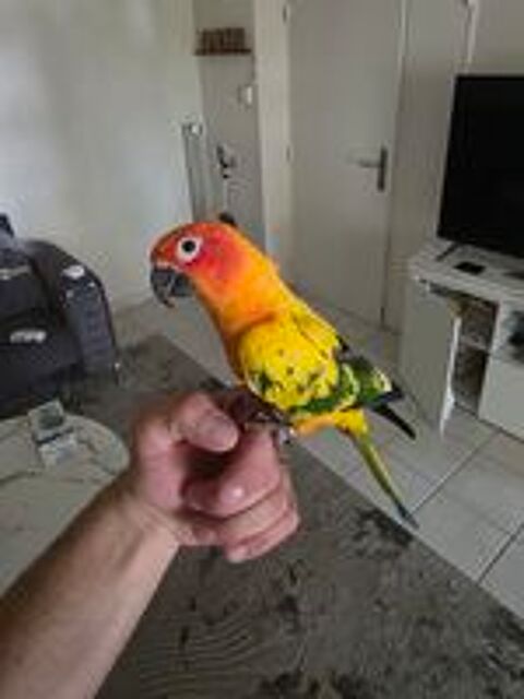   Conure soleil  