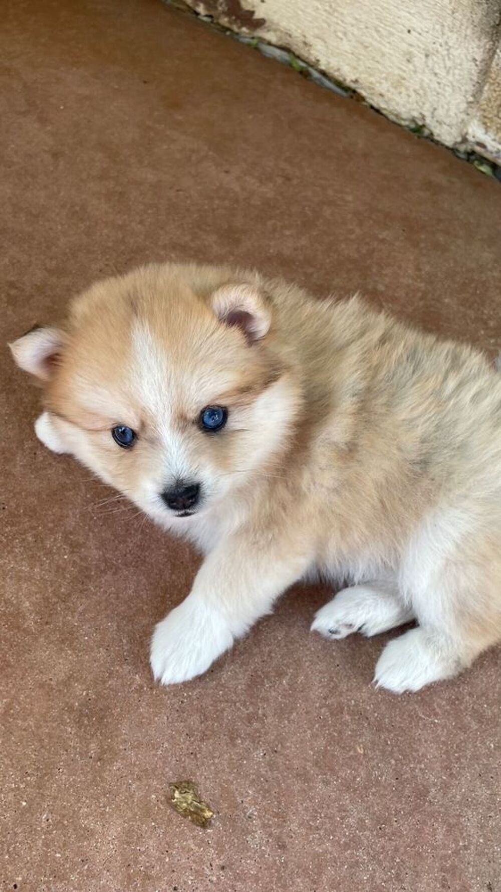   Chiots POMSKY 