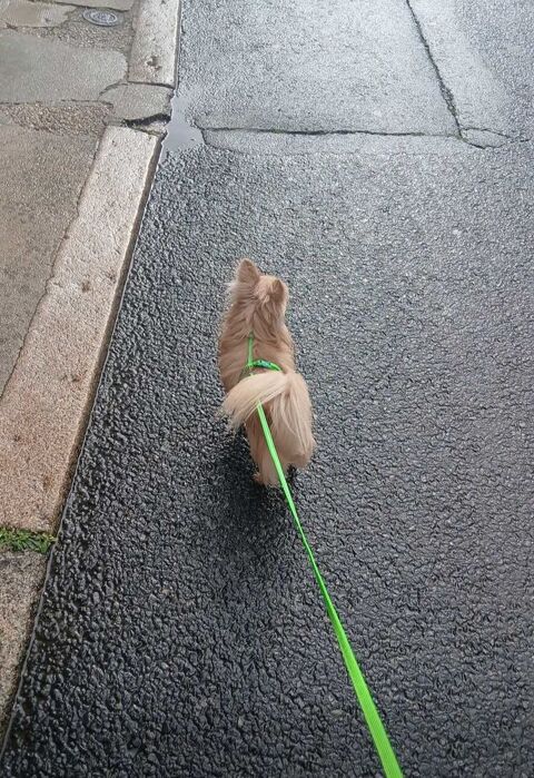 chihuhua 490 Le Lude (72)