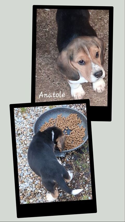Chiots beagle LOF 800 12360 Peux-et-couffouleux