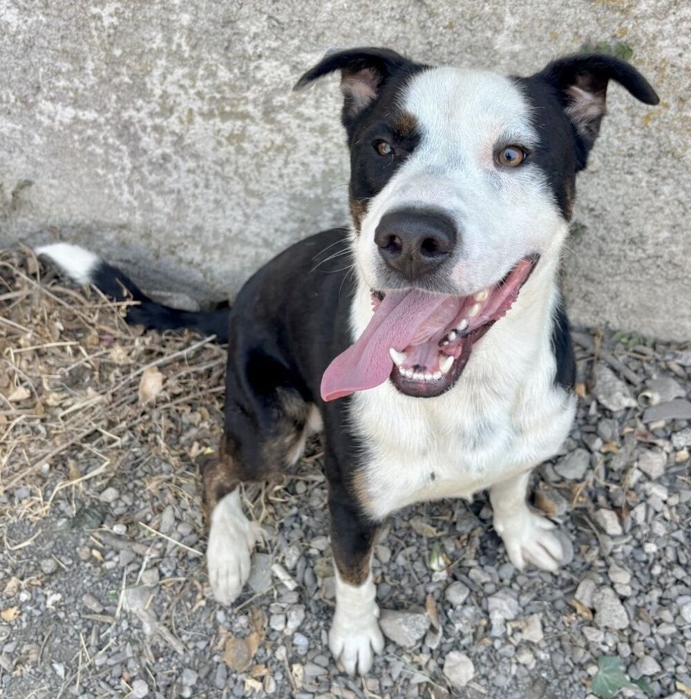   BALOU, croisé border collie, 10 mois  