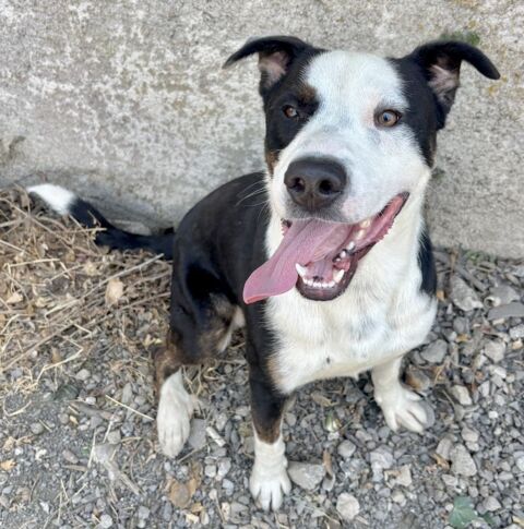 BALOU, crois&eacute; border collie, 10 mois  220 34500 Béziers