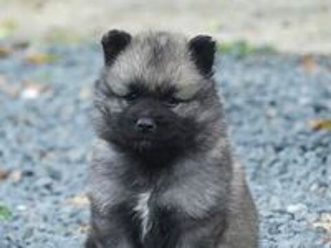   Chiots Spitz loup LOF  