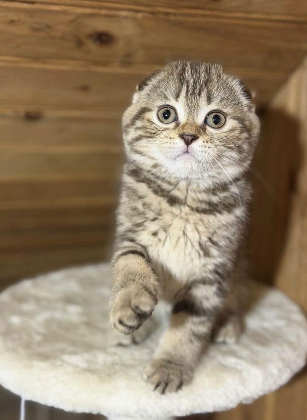   3 chatons british et scottish fold 