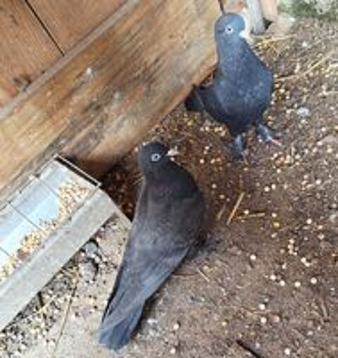  3 pigeons Taklas mâles noirs 