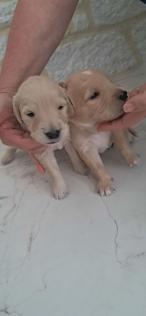 type Golden Retriever 900 85370 Nalliers