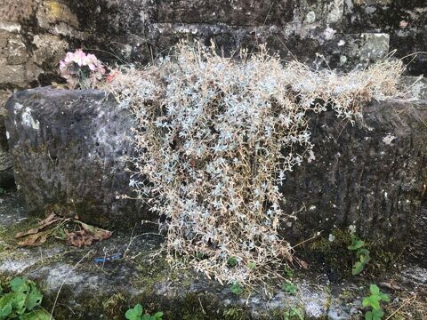 Auge en pierre 1 Passavant-la-Roch�re (70)