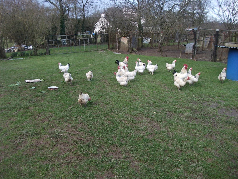   Oeufs f�cond�s de Sussex Blanche Hermin�e � pattes blanches 