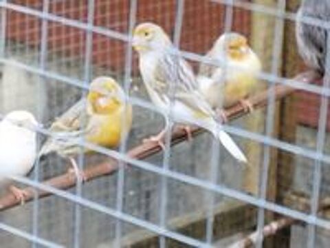   Canaris  