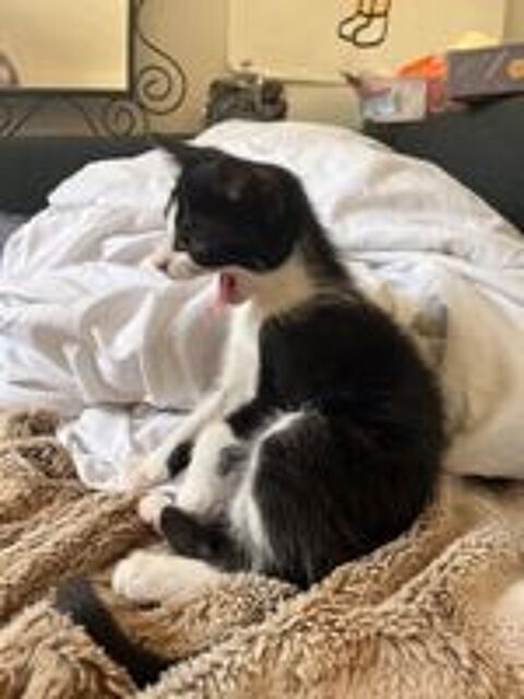   Eliot un chaton doux comme tout 