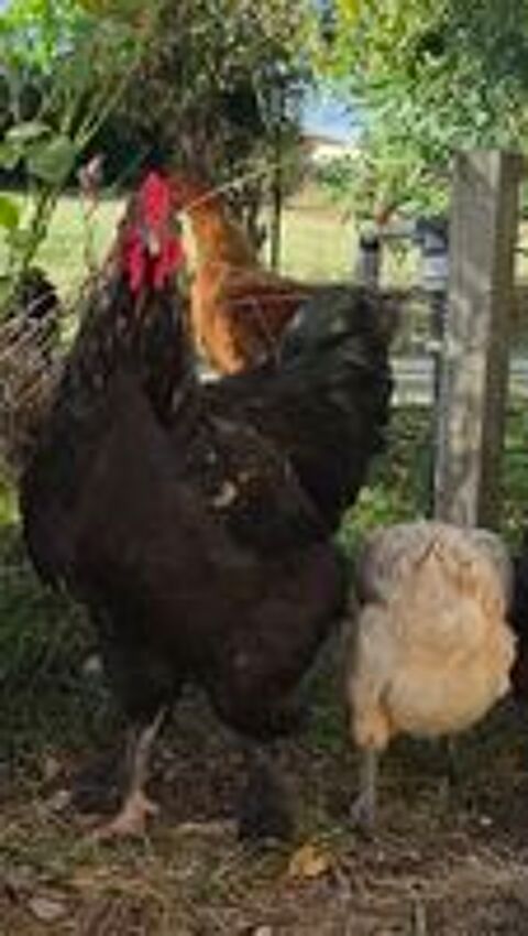   Jolis et grands coqs type Brahma 