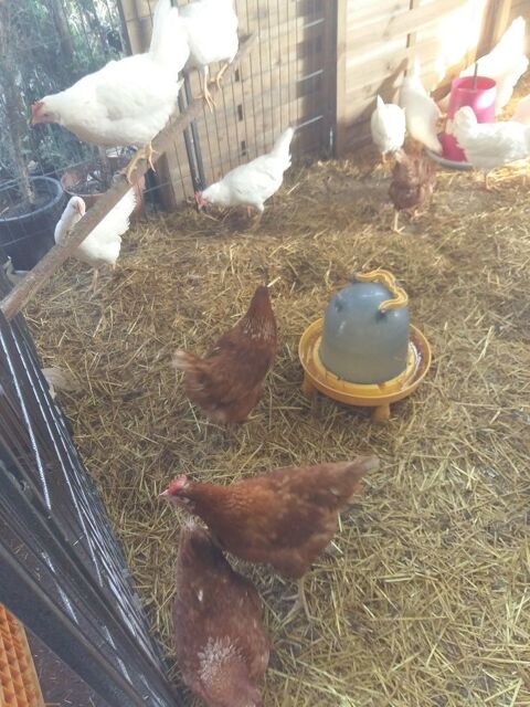 poule pondeuse dans votre jardin  pour valoriser vos dchet
81120 Lombers