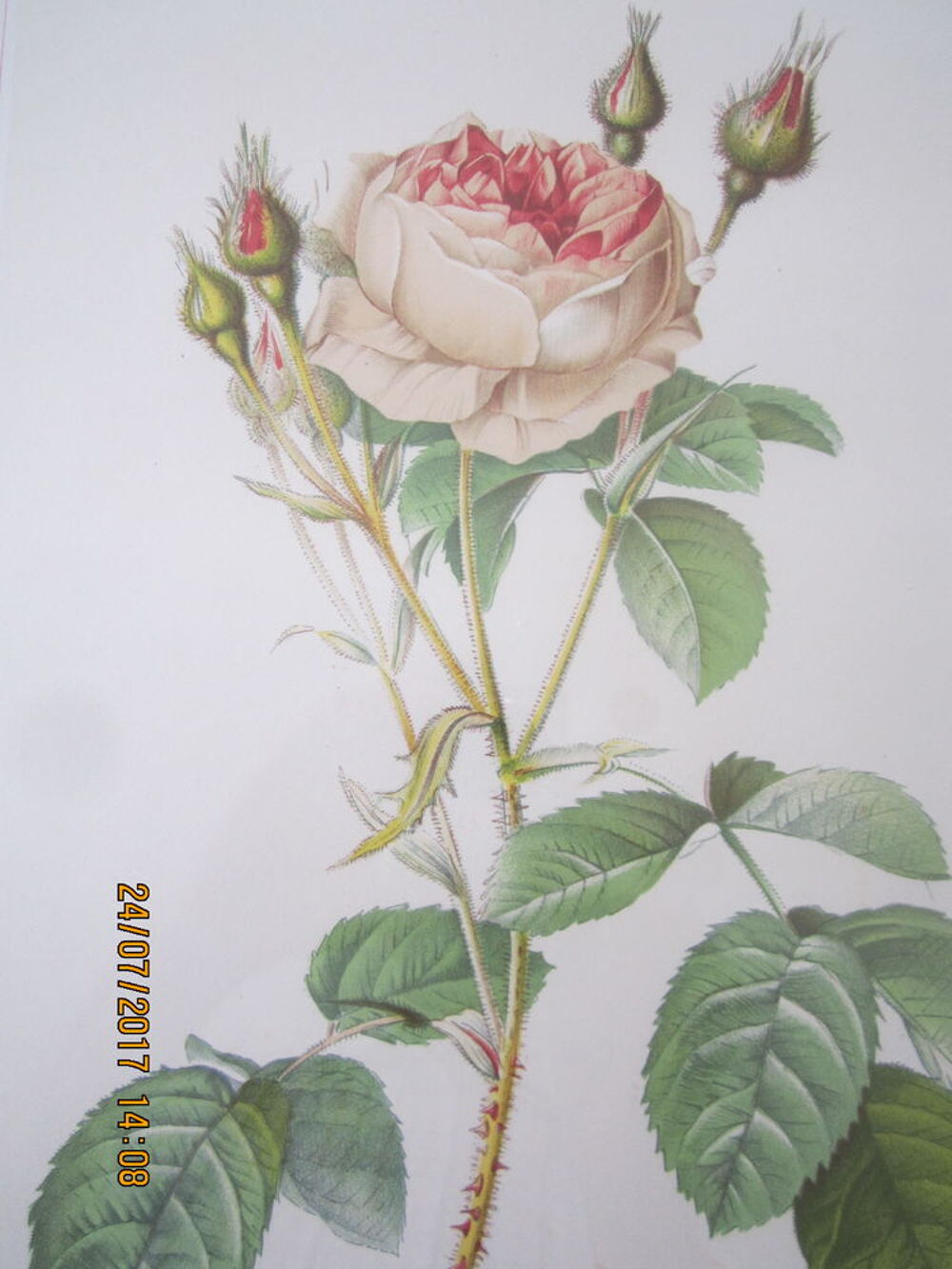 Lithographie(s) - ROSE(s) de REDOUTE Décoration