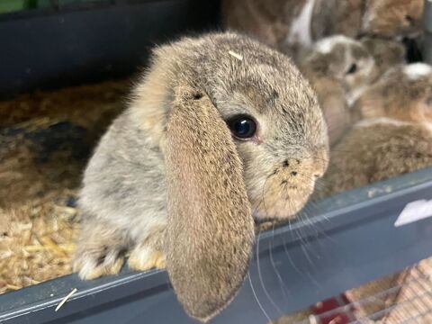LAPINS PETITS BELIER 60 45220 Saint-firmin-des-bois