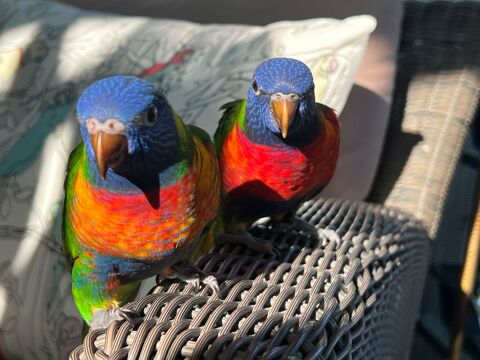 Loriquet de Swainson ou Loriquet arc en ciel m&acirc;le EAM 400 73290 La motte-servolex