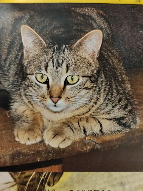 Elfi ce gentil a besoin d'une famille 0 89144 Ligny-le-chtel