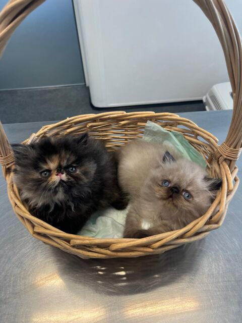  2 Adorables Princesses Persans LOOF à Réserver 1280 59800 Lille
