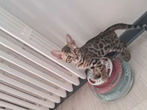   Chatons Bengal LOOF  