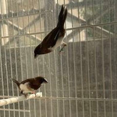   3 moineau du japon 