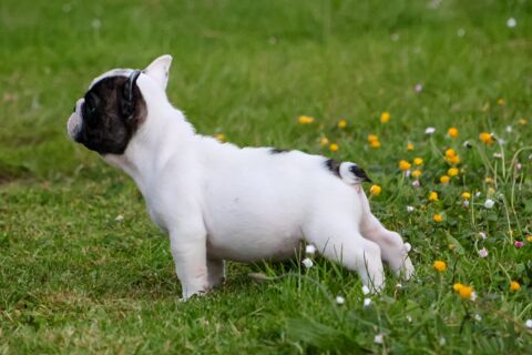 A vendre 3 magnifiques bébés bouledogue français 1200 23300 La souterraine