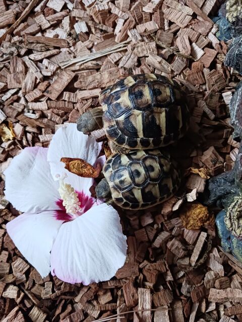 Tortues graeca n&eacute;es l'&eacute;t&eacute; dernier 40 30600 Vauvert